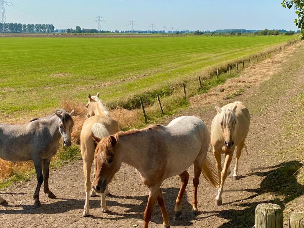Вілла Natuurhuis Zeeuwse Rust Voor Wandelingen Aan Zee, Fietstochten In Natuur En Culinair Genieten IJzendijke Екстер'єр фото